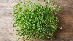 Cancer Fighting Recipe: Broccoli Sprouts Dip with Hemp Seed Oil