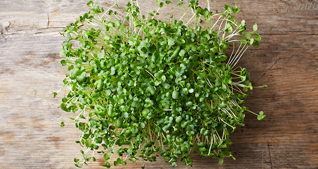 Cancer Fighting Recipe: Broccoli Sprouts Dip with Hemp Seed Oil