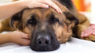 Canine Cancer: Are We Barking Up the Wrong Tree?