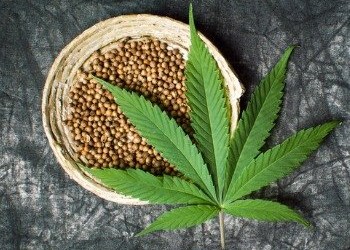 hemp seeds and marijuana leaf