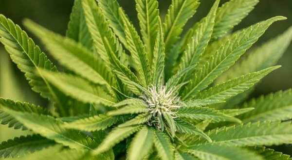 cannabis marijuana plant