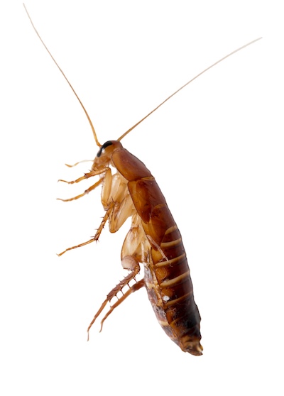 redhead cockroach