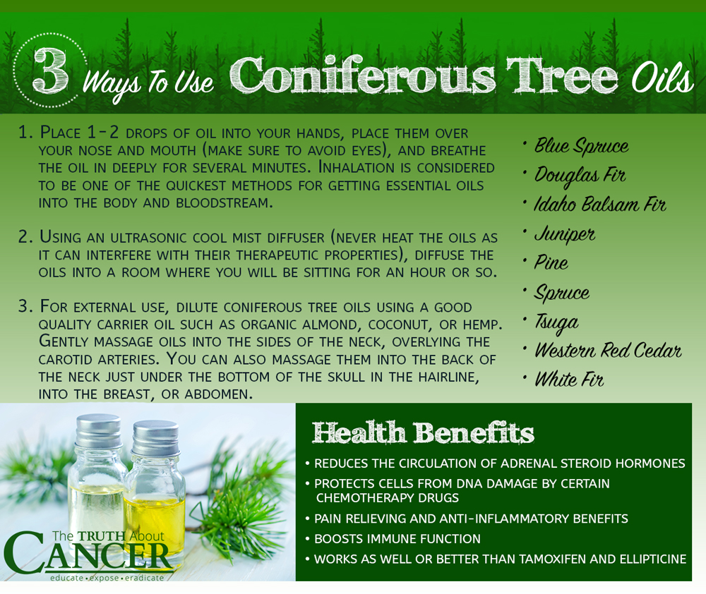 phytochemicals-coniferous-tree-oils-use-benefits