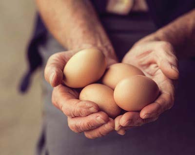 two hands holding eggs