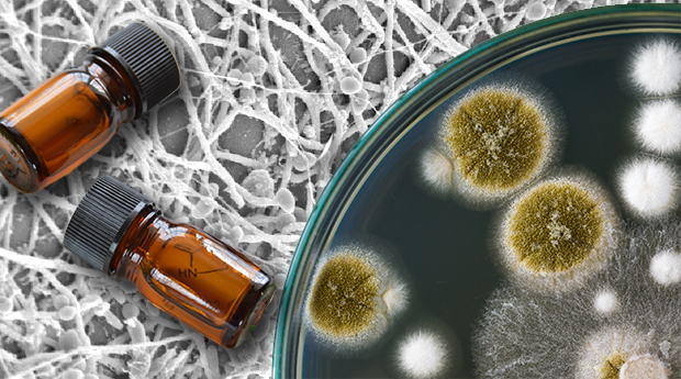 How Essential Oils Can Help Combat Candida Albicans