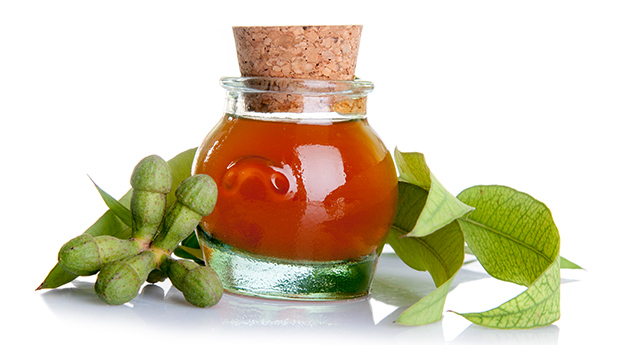 The Powerful Protective Properties of Eucalyptus Essential Oil