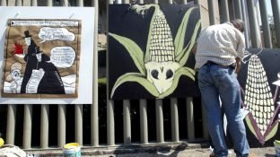 80 Groups Blast US Interference in Mexico's Phaseout of Glyphosate and GM Corn