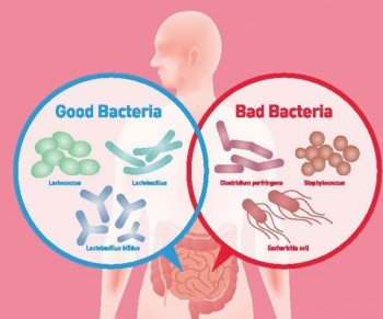 good and bad gut bacteria