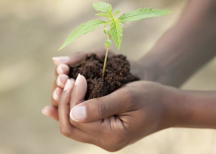 Hands with marijuana sprout in dirt