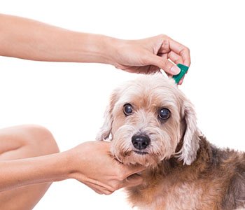 Tick and flea prevention for a dog