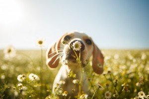 puppy smelling flower