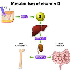 metabolism of vitamin D