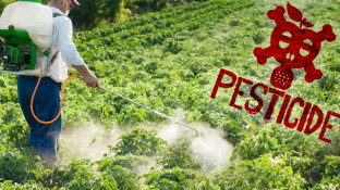 Pesticides and Cancer: The "Love Affair" Continues