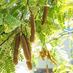 A 2002 study in India found that tamarind improved the excretion of fluoride