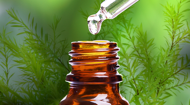 Top 10 Terrific Uses for Tea Tree Essential Oil