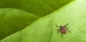 tick on leaf lyme disease