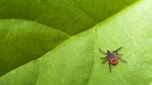 Lyme Disease 101: What You Need to Know (+ 4 natural treatment options!)
