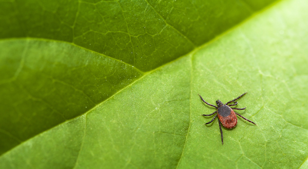 Lyme Disease 101: What You Need to Know (+ 4 natural treatment options!)
