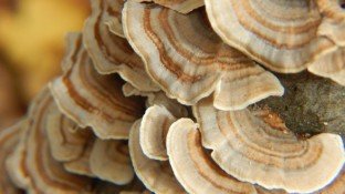 PSK: Popular Japanese Cancer Treatment STILL Not Approved in the U.S.