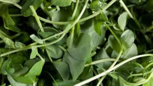 Watercress: Nature's Little-Known Nutrient VIP