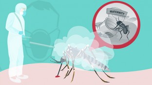 The Truth About the Zika Virus Health Scare (Part 2 of 2)